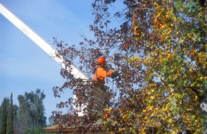 Fall Tree Trimming